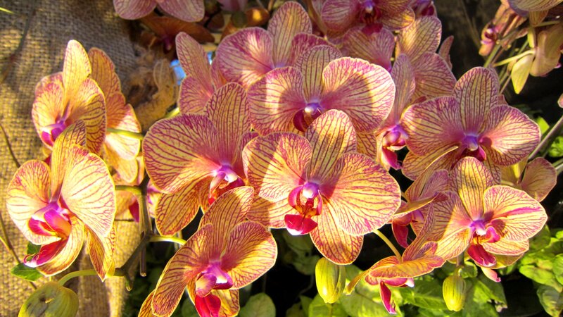 Yellow and Purple Orchids — Vibrant