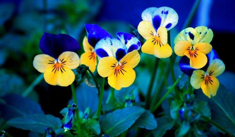 Yellow and Purple Pansies — Blue