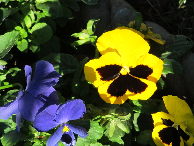 Yellow and Purple Pansies — Bright, Afternoon