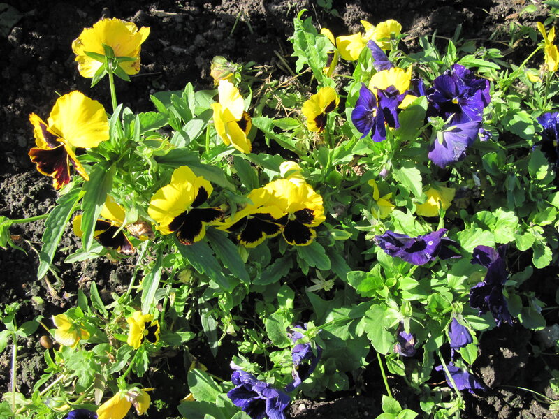 Yellow and Purple Pansies — Calm, Afternoon