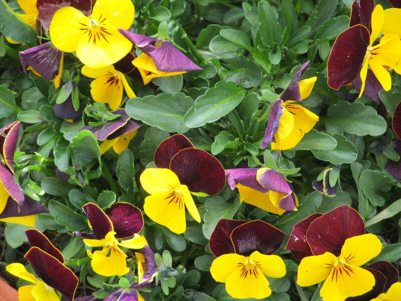 Yellow and Purple Pansies — Calm, Spring, Photograph, Flowers