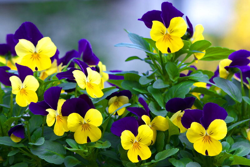 Yellow and Purple Pansies — Calm, Spring