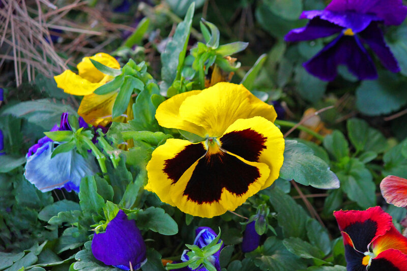 Yellow and Purple Pansies — Calm