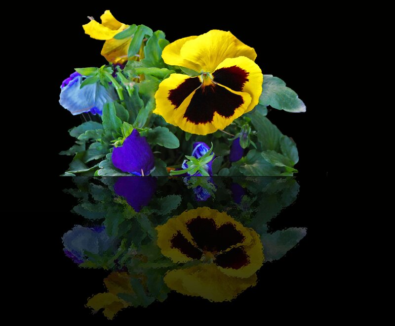 Yellow and Purple Pansies — Dramatic