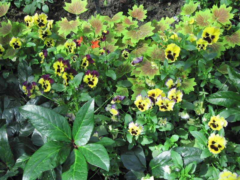 Yellow and Purple Pansies — Green