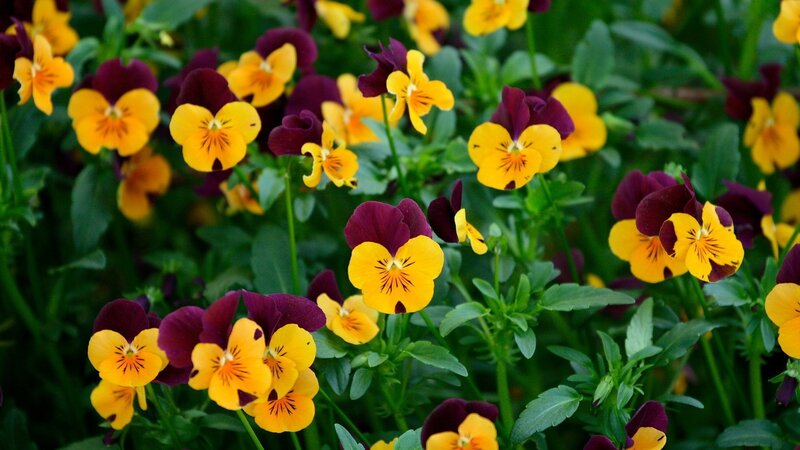 Yellow and purple pansies in bloom