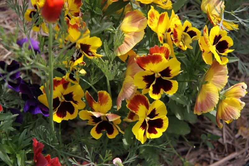 Yellow and Purple Pansies — Natural, Spring