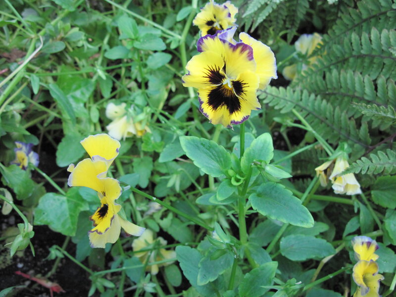 Yellow and Purple Pansies — Natural