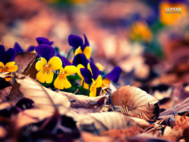 Yellow and Purple Pansies — Serene, Autumn