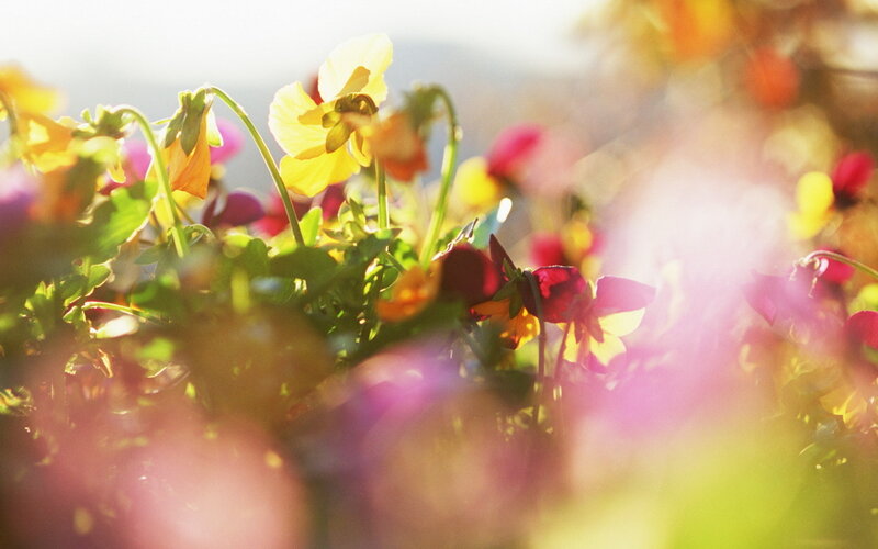 Yellow and Purple Pansies — Serene