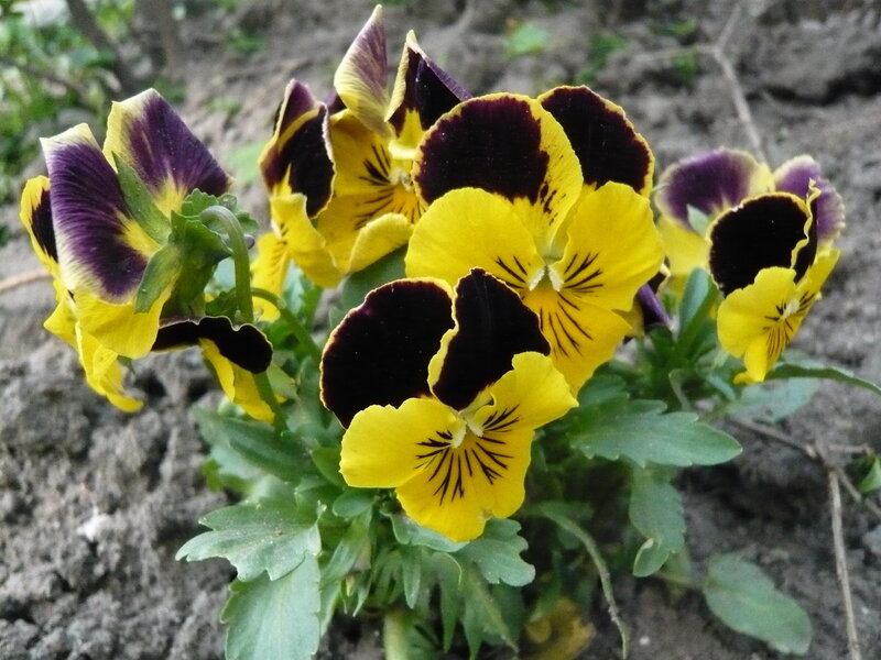 yellow and purple pansies