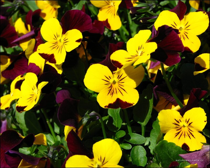 Yellow and Purple Pansies — Vibrant, Afternoon, Photograph