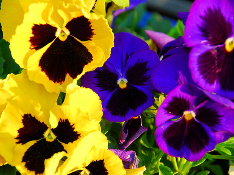 Yellow and Purple Pansies — Vibrant, Afternoon