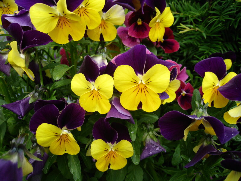 Yellow and Purple Pansies — Vibrant, Spring, Photograph, Flowers