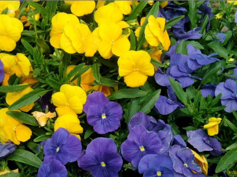 Yellow and Purple Pansies — Vibrant, Spring, Photograph