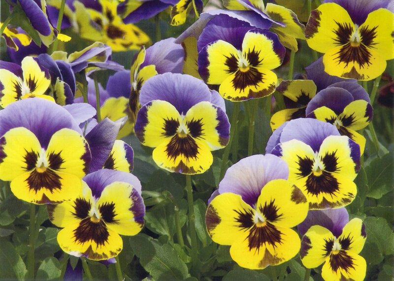 Yellow and Purple Pansies — Vibrant, Spring