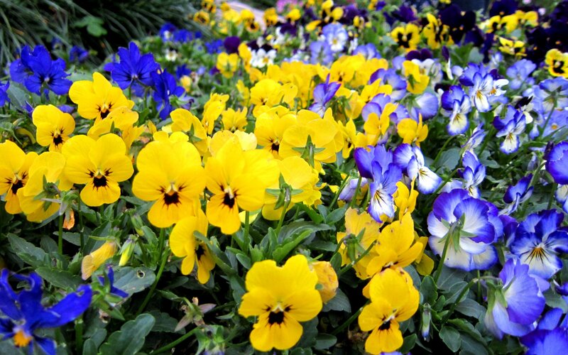 Yellow and Purple Pansies — Vibrant