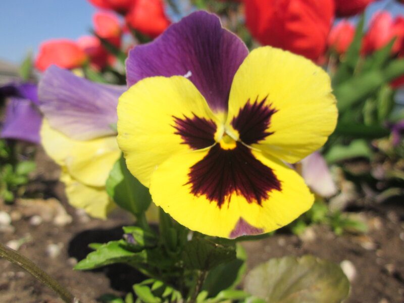 Yellow and Purple Pansy — Calm, Afternoon