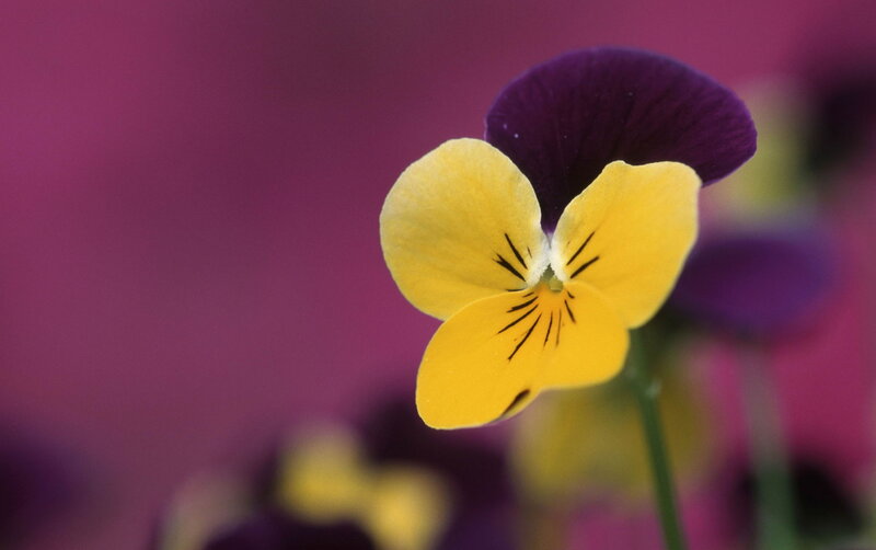 Yellow and Purple Pansy — Calm, Photograph