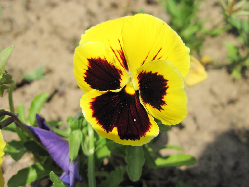 Yellow and Purple Pansy — Calm