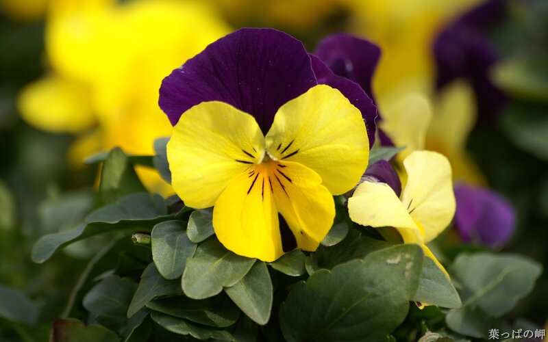Yellow and purple pansy flower