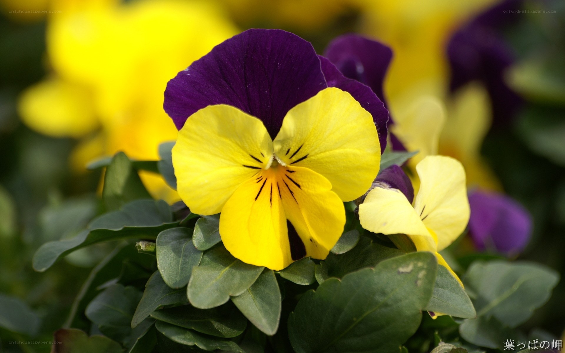 Yellow and purple pansy flower