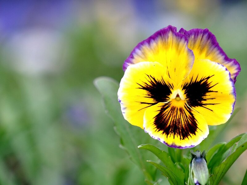 Yellow and Purple Pansy Flower — Calm