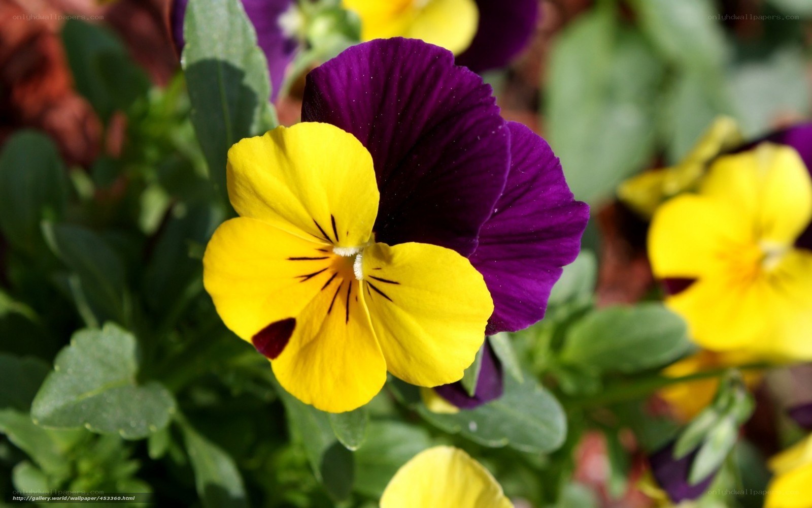 Yellow and purple pansy flower
