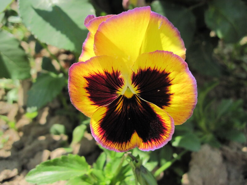 Yellow and Purple Pansy