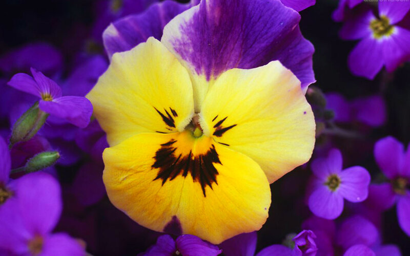 Yellow and Purple Pansy — Vibrant