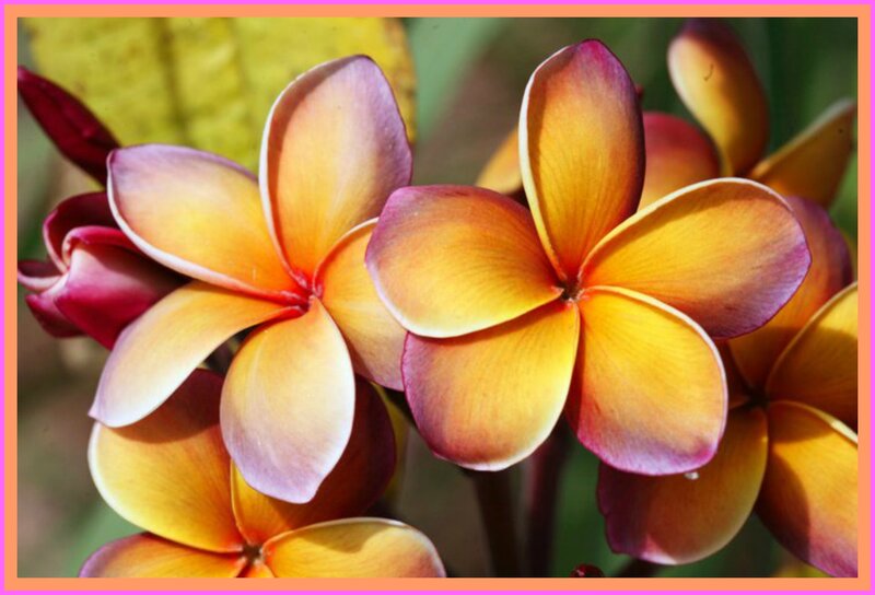Yellow and Purple Plumeria