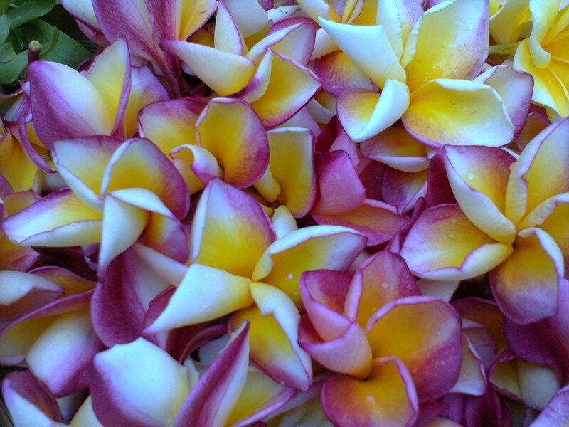 Yellow and Purple Plumeria — Vibrant