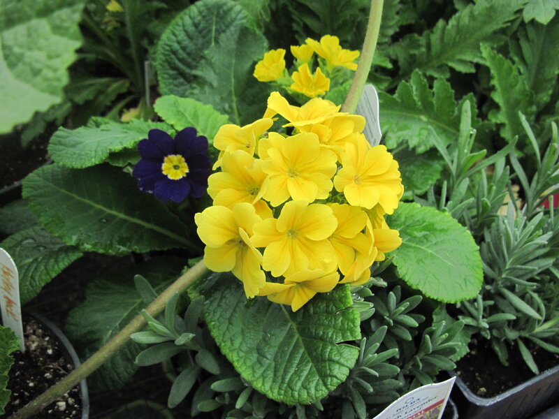 Yellow and Purple Primroses