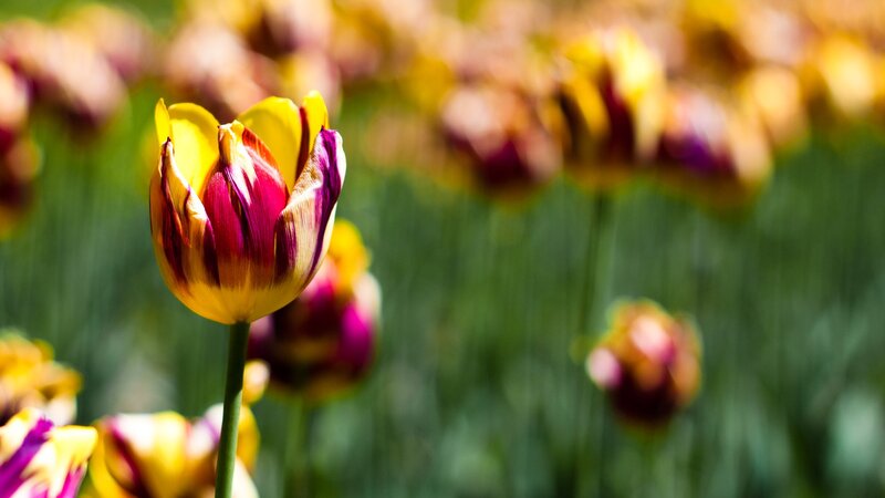 Yellow and Purple Tulip — Serene, Spring