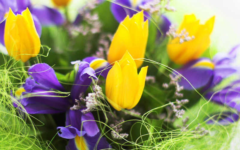 Yellow and Purple Tulips — Bright, Spring