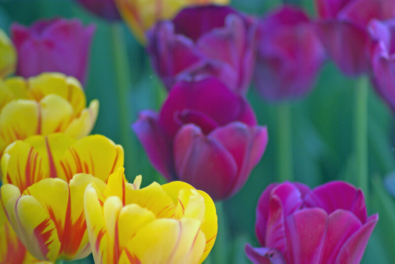 Yellow and Purple Tulips — Calm, Spring