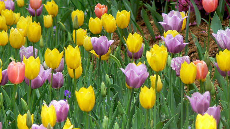Yellow and Purple Tulips — Calm