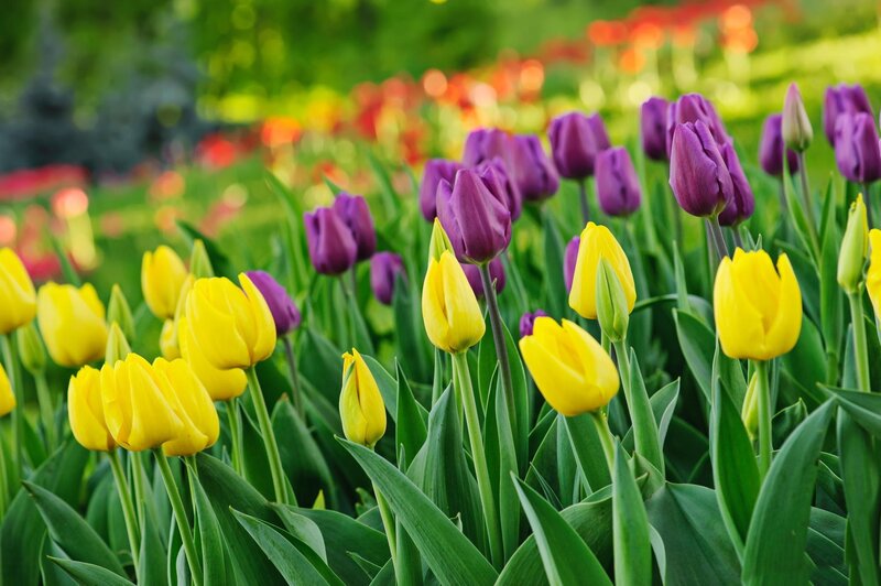 Yellow and Purple Tulips — Serene, Spring, Photograph