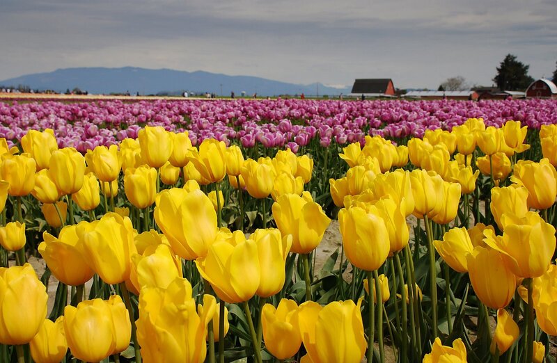 Yellow and Purple Tulips — Serene