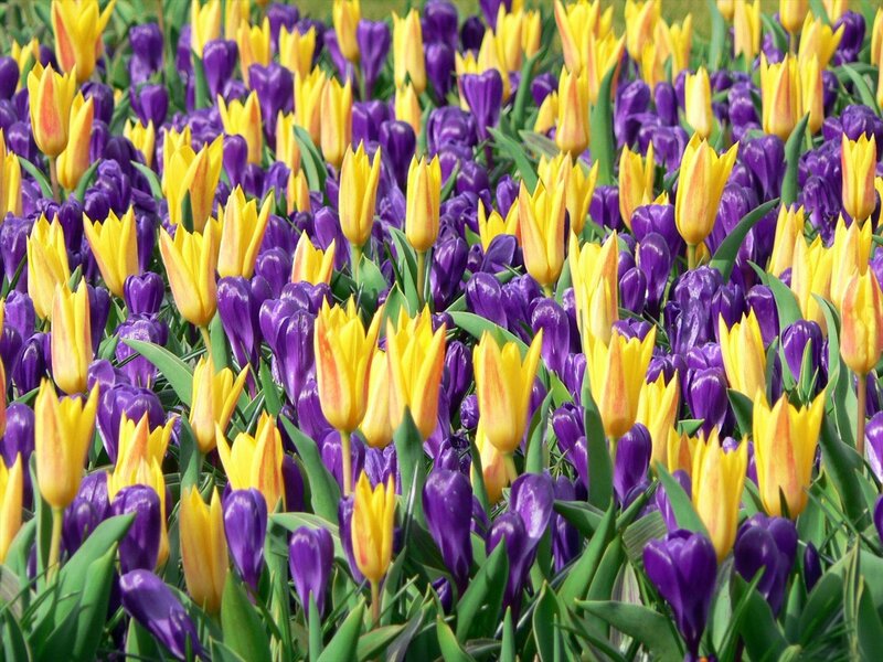 Yellow and Purple Tulips — Vibrant
