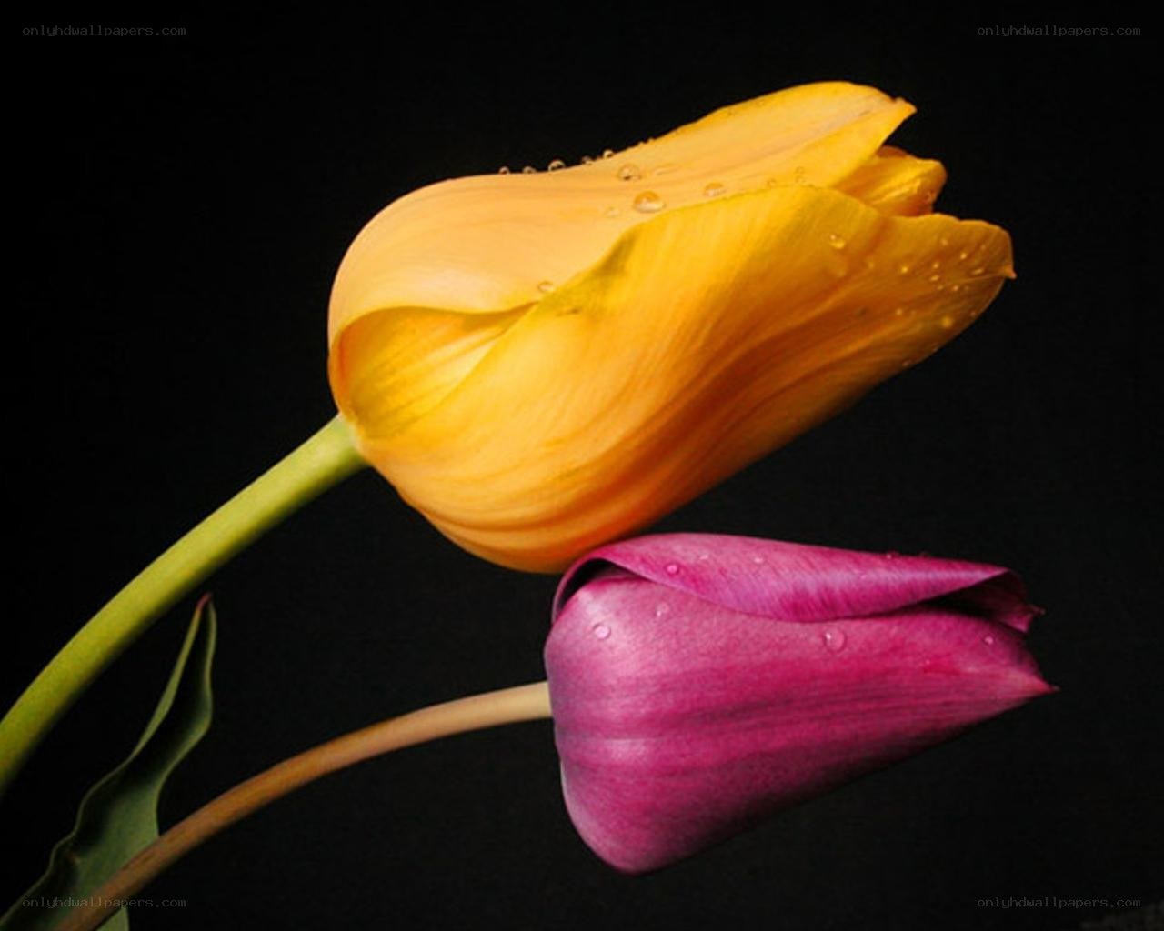 Yellow and purple tulips