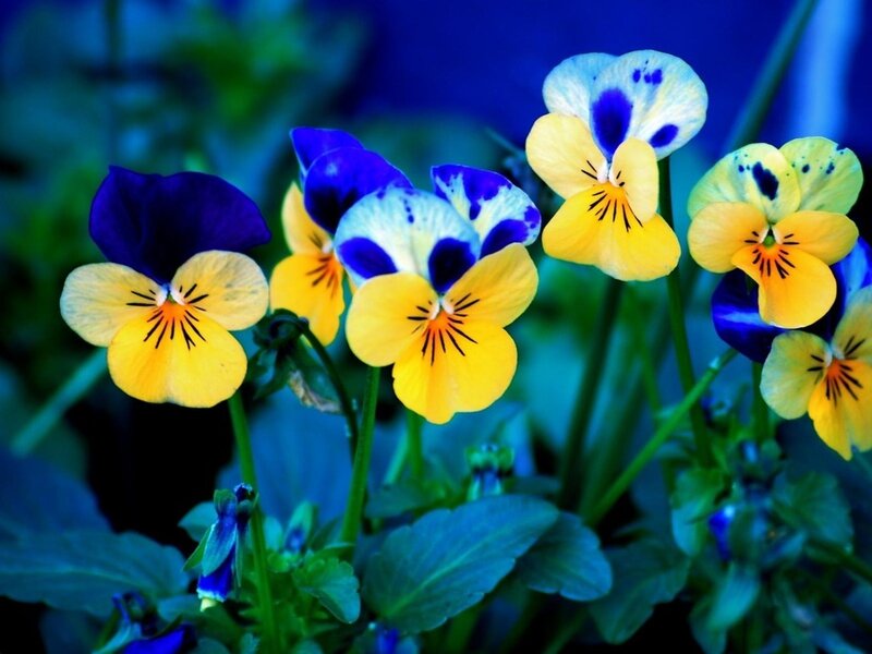 Yellow and Purple Violets