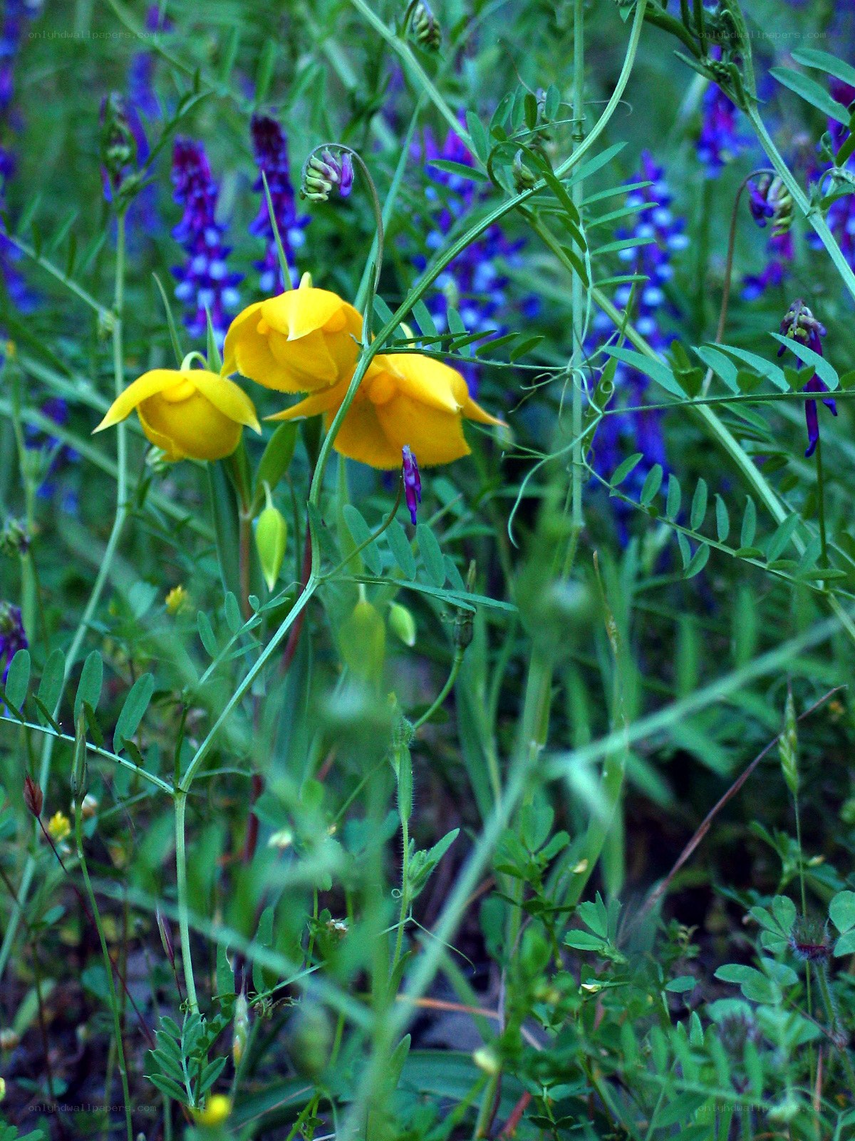 Yellow and purple wildflowers