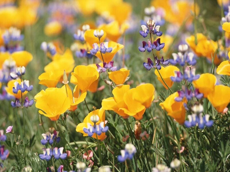 Yellow and purple wildflowers in a field