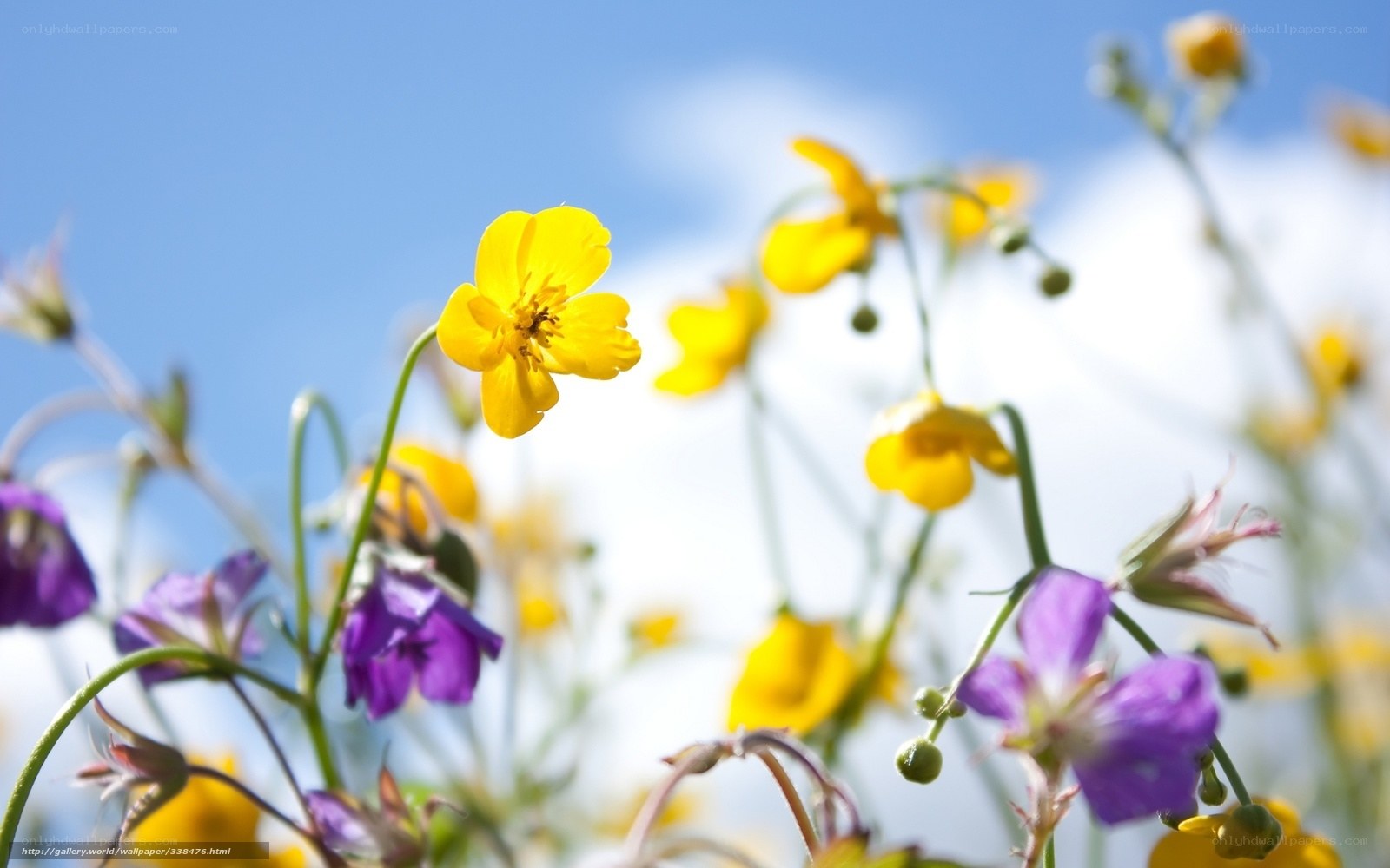 Yellow and purple wildflowers in sunlight