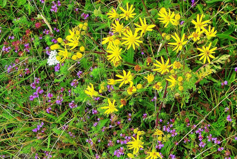 Yellow and Purple Wildflowers — Natural
