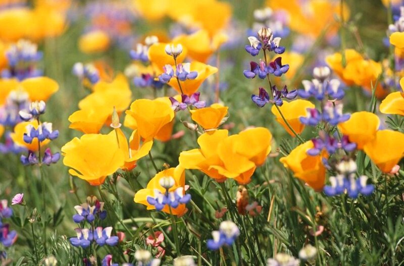 Yellow and Purple Wildflowers — Serene, Spring