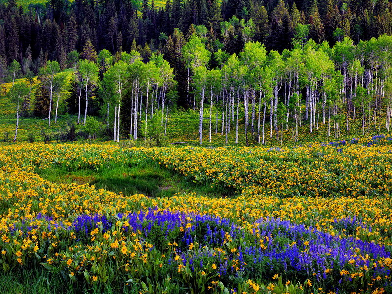 Yellow and Purple Wildflowers — Serene, Summer