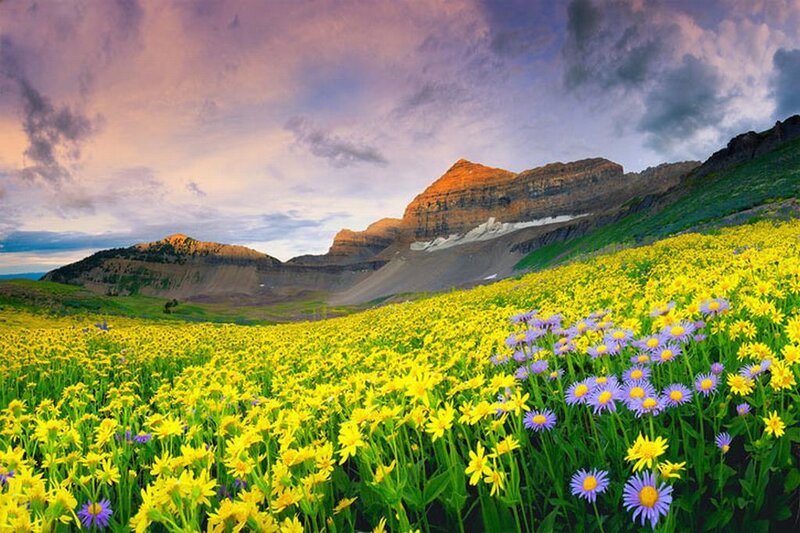 Yellow and Purple Wildflowers — Serene, Sunset