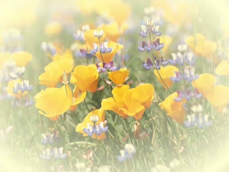 Yellow and Purple Wildflowers — Serene